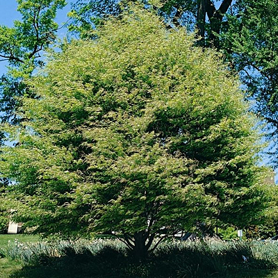 Fagus