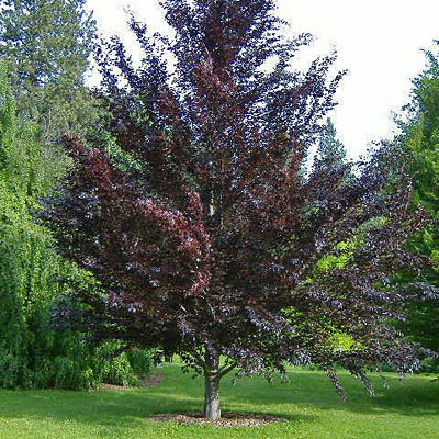 Fagus s. 'Riversii'
