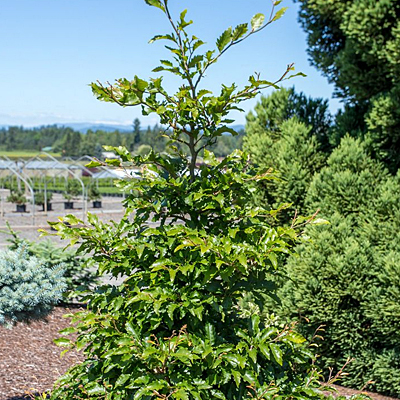Fagus s. 'Sandrode'