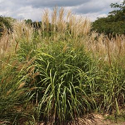 Miscanthus s. 'My Fair Maiden'