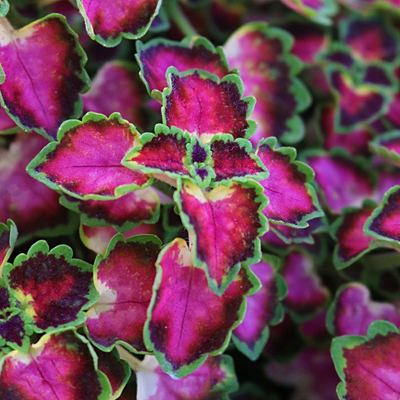 Coleus 'Great Falls Angel'