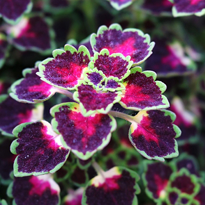Coleus 'Great Falls Iguazu'