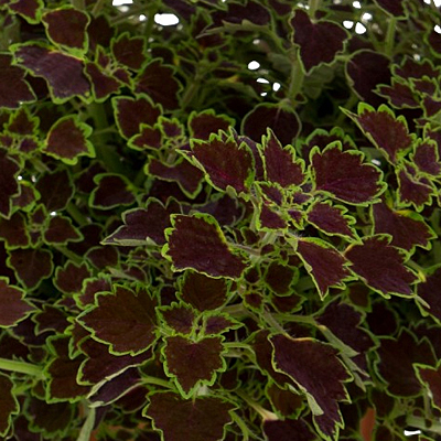 Coleus 'Great Falls Niagara'