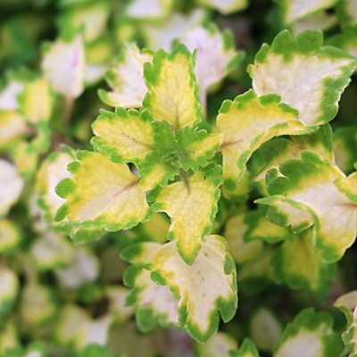 Coleus 'Great Falls Yosemite'