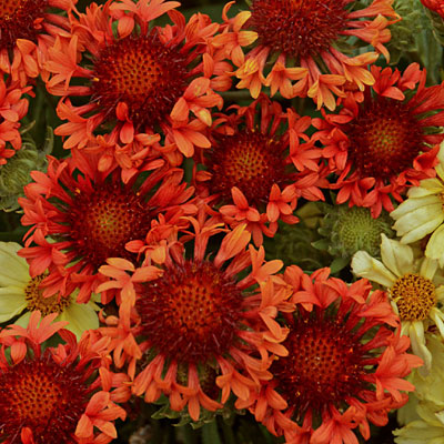 Gaillardia x 'Fanfare Blaze'