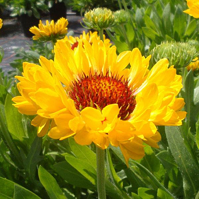 Gaillardia x 'Fanfare Citronella'