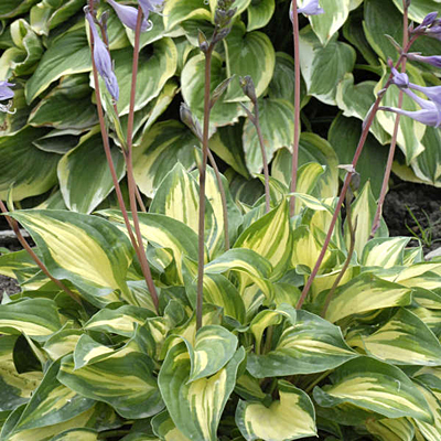 Hosta 'Fantasy Island'