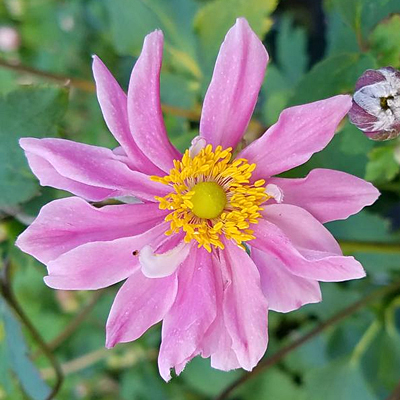 Anemone x 'Fantasy Pocahontas'
