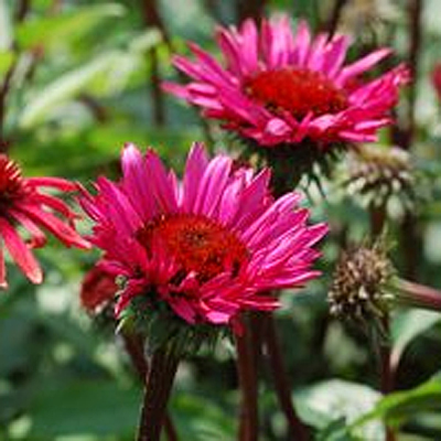 Echinacea x 'Fatal Attraction'