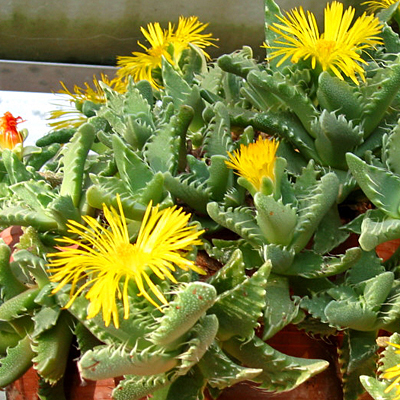 Faucaria tigrina