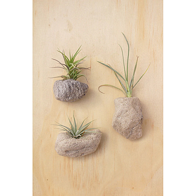 Feather Rock Magnet with Air Plant