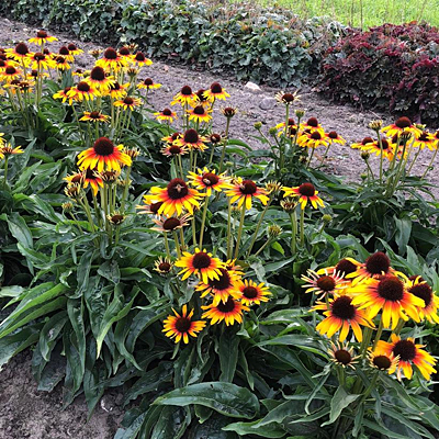 Echinacea x 'Fine Feathered Parrot'