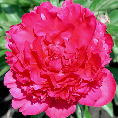 Paeonia l. 'Felix Crousse'