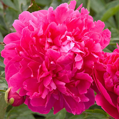 Paeonia l. 'Felix Supreme'