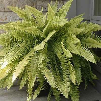 Fern