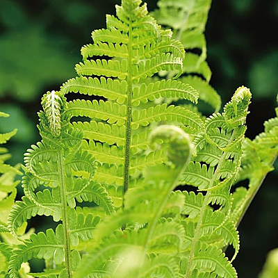 Fern (Exotic)
