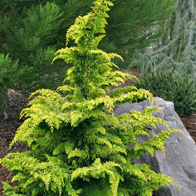 Chamaecyparis o. 'Fernspray Gold'