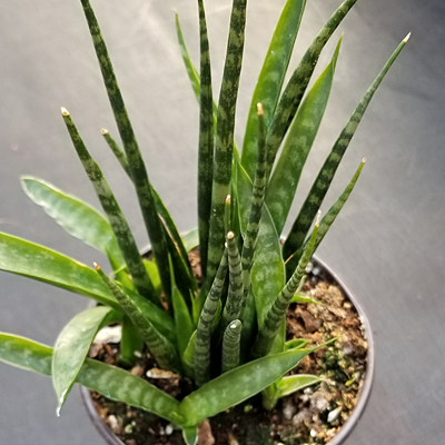 Sansevieria 'Fernwood Mikado'