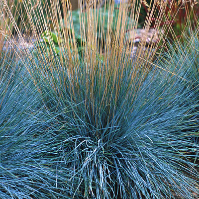 Festuca g. 'Elijah Blue'