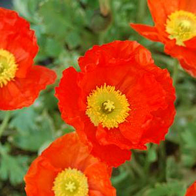 Papaver n. 'Spring Fever Red'