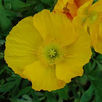 Papaver n. 'Spring Fever Yellow'