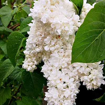Syringa v. 'Fiala Rememberance'