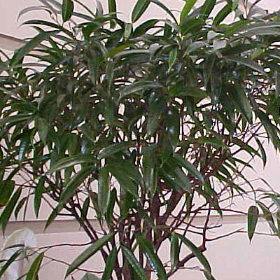 Ficus binnendijkii 'Alii'