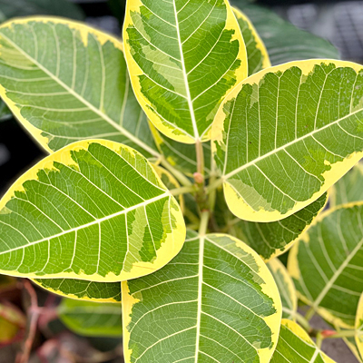 Ficus altissima