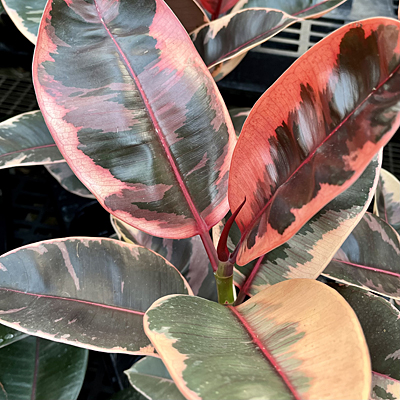 Foliage Houseplants