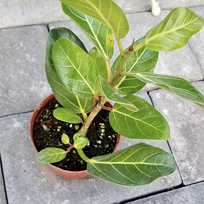 Ficus benghalensis