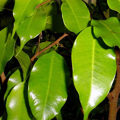 Ficus benjamina