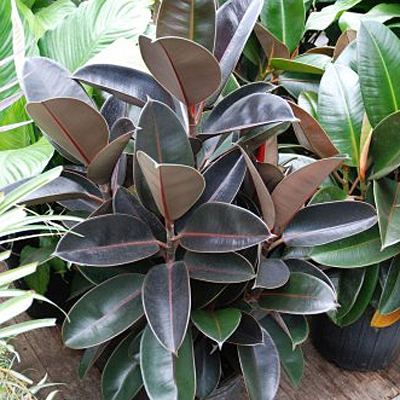 Ficus elastica 'Burgundy'