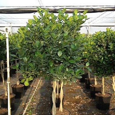 Ficus benjamina 'Danielle'