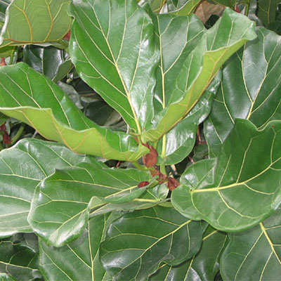 Ficus lyrata