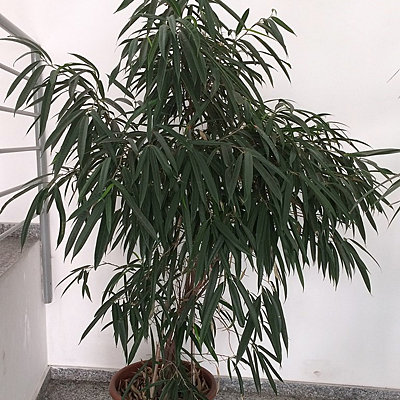 Ficus maclellandii