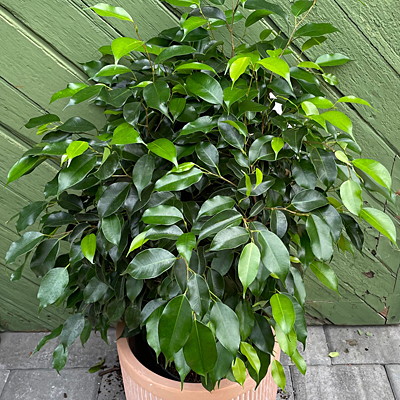 Ficus 'Midnight'