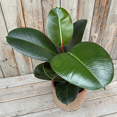 Ficus elastica 'Sofia'