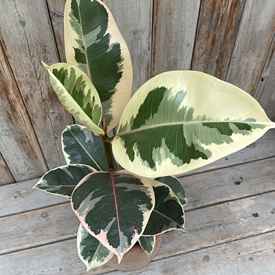 Ficus elastica 'Tineke'