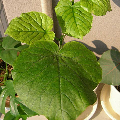 Ficus umbellata