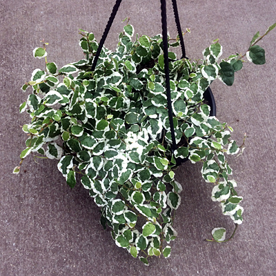 Ficus repens 'Variegata'