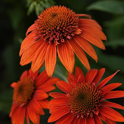 Echinacea p. 'Sombrero Fiesta Orange'