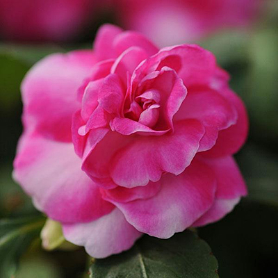 Impatiens 'Fiesta Sparkler Hot Pink'