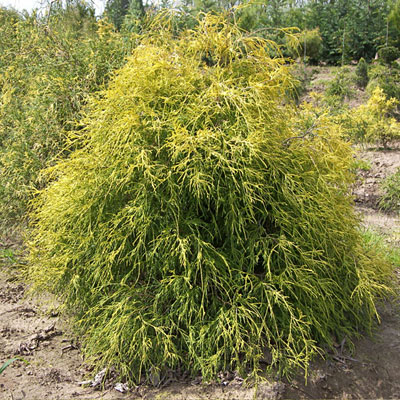 Chamaecyparis p. f. 'Aurea'