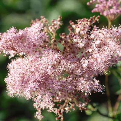 Filipendula rubra 'Venusta'