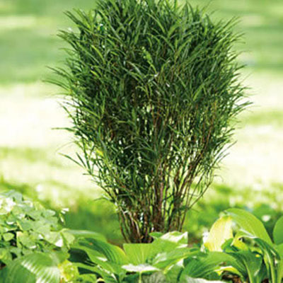 Rhamnus