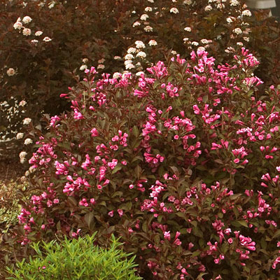 Weigela f. 'Fine Wine'