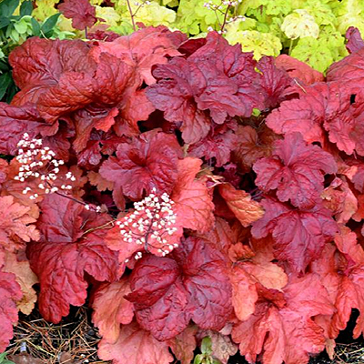 Heuchera x 'Fire Alarm'