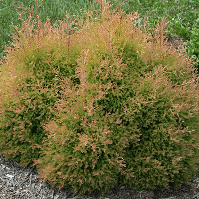 Thuja o. 'Fire Chief'