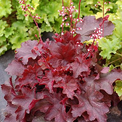 Heuchera x 'Fire Chief'