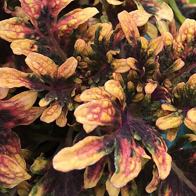 Coleus 'Under the Sea Fire Coral'